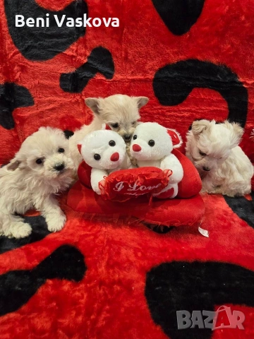 мини малтийски болонки