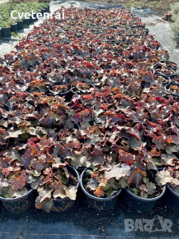 Хойхера, снимка 1