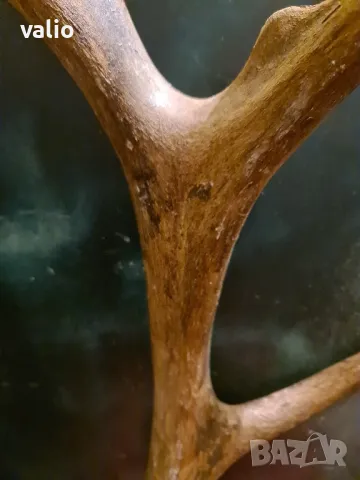 Еленов рог , снимка 2 - Антикварни и старинни предмети - 50201077