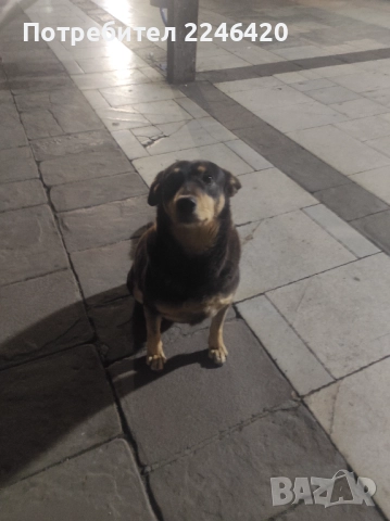 Бубка търси дом! 