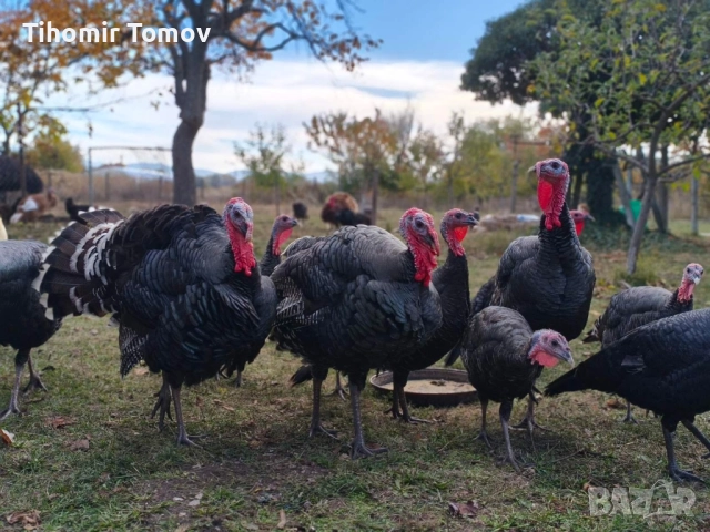 продавам пуйки пуяци , снимка 2 - Кокошки и пуйки - 52247314