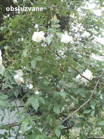 Резници бял трендафил 💥, снимка 4 - Градински цветя и растения - 14774989
