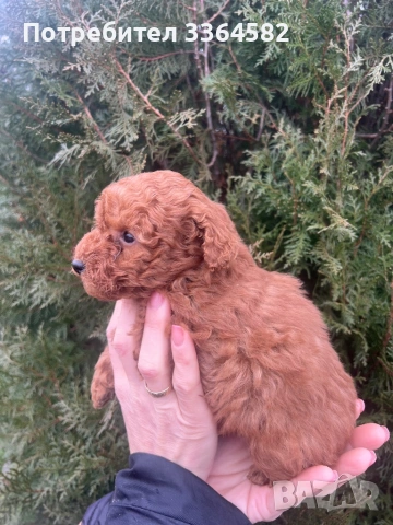 Мини пусел, снимка 6 - Пудели - 53276952