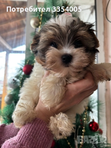 йорки бивър мини, снимка 5 - Йоркширски териер - 52897820