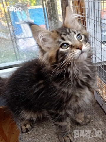 Мейн Кун , снимка 4 - Мейн кун - 52300778