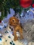 Той пудел/ Toy poodle, снимка 1