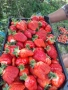 Разсад ягоди , снимка 1