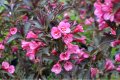 Weigela florida Alexandra (Вейгела Александра), снимка 2