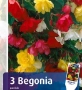 БЕГОНИЯ - Грудки/ ПРЕДВАРИТЕЛНИ ПОРЪЧКИ, снимка 2