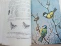 Занимательная Ентомология - Н.Плавильщиков - 1990г., снимка 7