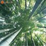 100 броя бамбукови семена от Декоративен бамбук Moso Bamboo лилав зелен цветен , снимка 18