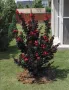 Индийски люляк Lagerstroemia indica Black Diamond Crimson red, снимка 4