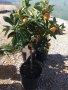 Кумкуат дръвче, снимка 1 - Градински цветя и растения - 42979867