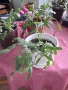  Коледниче - три саксии, снимка 9