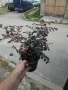 Лоропеталум/ Loropetalum - червен, снимка 7