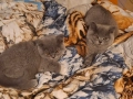 Британски сини късокосмести котенца, снимка 2