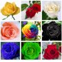 Корени готови за засаждане ” Черна Роза”, " Нефрит ", " Дъгова " внос Холандия, сертифицирани, снимка 1 - Градински цветя и растения - 32796152