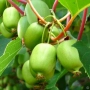 Голо, студоустойчиво киви (Actinidia arguta 'Issai'), снимка 2