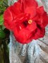 Хибискус , Китайска роза, снимка 1