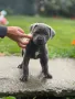 Cane Corso (Кане Корсо) Кучета, снимка 4