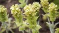 Sideritis scardica(Мурсалси чай), снимка 1 - Градински цветя и растения - 39419098