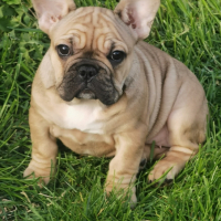 френски булдог /French Bulldog, снимка 3 - Френски булдог - 44400276