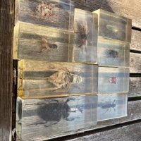 Препарирани насекоми в епоксидна смола, снимка 1 - Колекции - 42940000