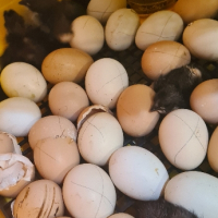 Търся яйца оплодени около София за люпене, снимка 2 - Кокошки и пуйки - 44889395