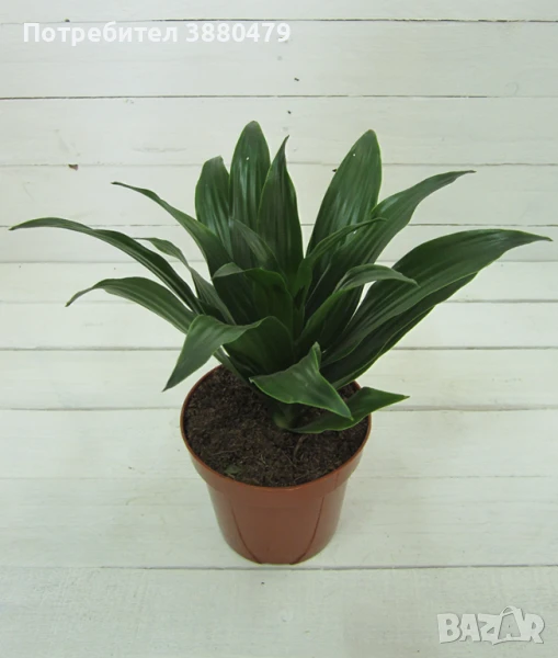 Драконово дърво, снимка 1