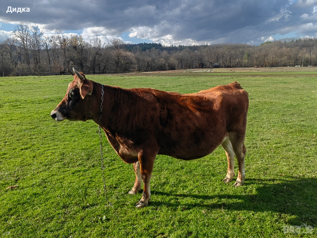 Крава Джарсе , снимка 1