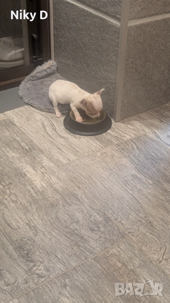 Супер мини Чорки,женско на 70дни 440грама., снимка 1