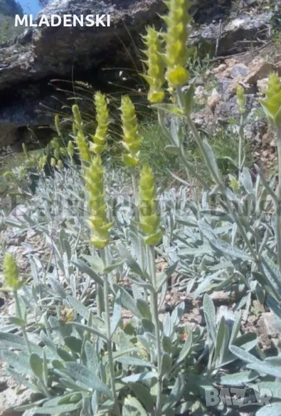 МуРсАлСкИ ЧаЙ, снимка 1