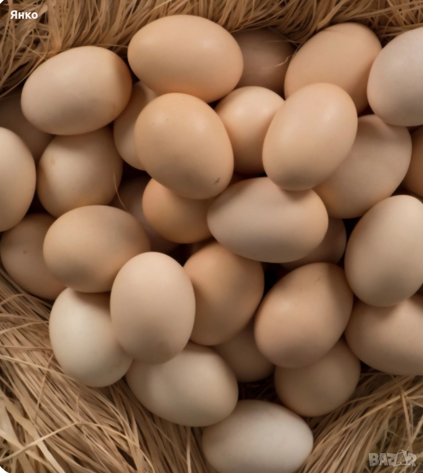 Домашни яйца, снимка 1