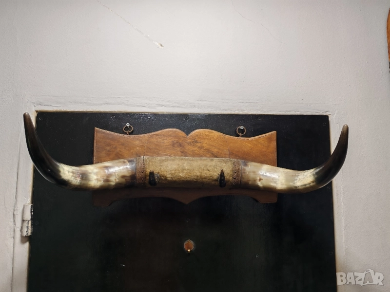 Рога от вол, Тексас , каубой, родео, закачалка. , снимка 1