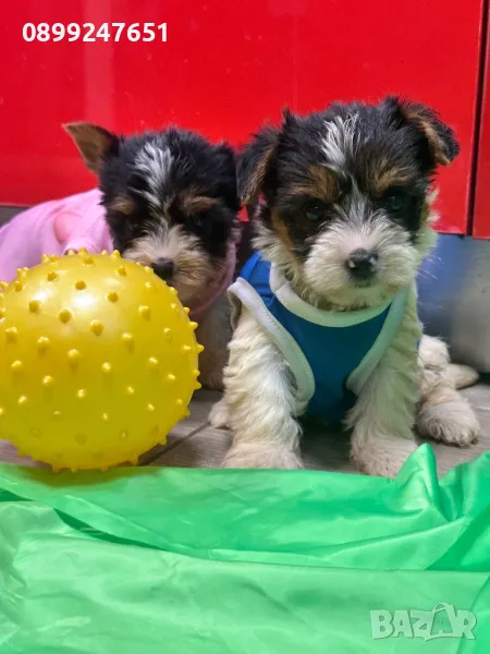 Бивер йоркширчета , снимка 1