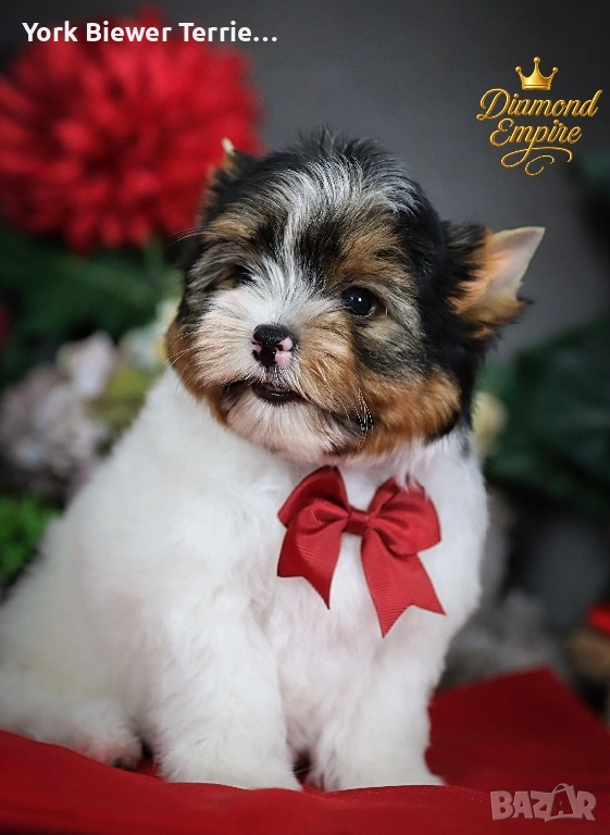 Йоркширски Териер!Елитни кученца с родословие - най-добри приятели за семейство!, снимка 1