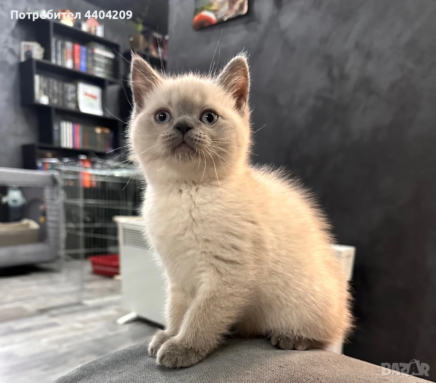 Британски късокосмести, снимка 1