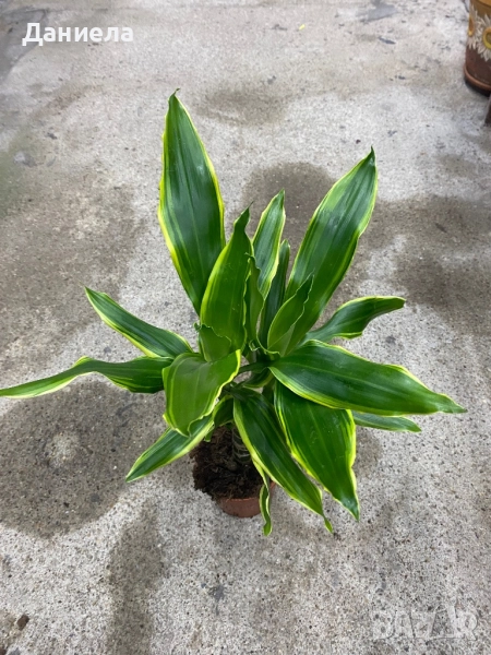 Драцена, снимка 1