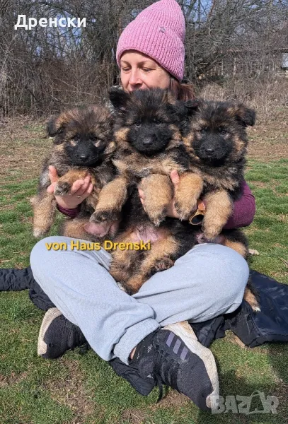 дългокосмести немски овчарки, снимка 1