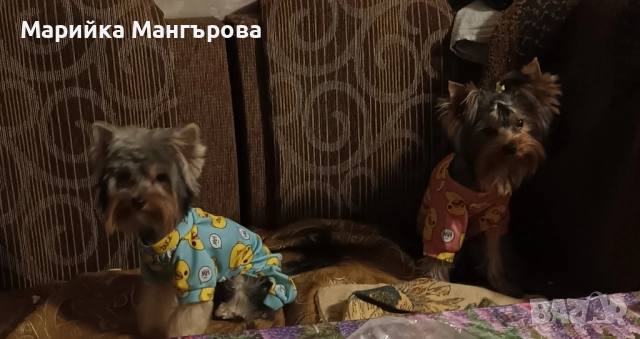 Мини Йоркита много игриви , снимка 5 - Йоркширски териер - 52299919