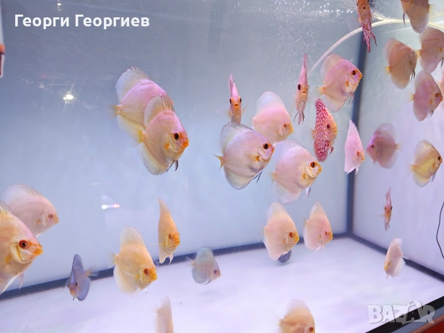 Дискуси, снимка 15 - Рибки - 51439805