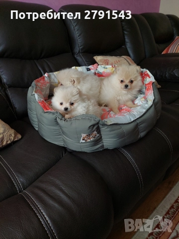 померан момиче и момче, снимка 4 - Померан - 52774638