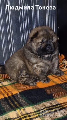 🦁 Свободни ЧАУ ЧАУ бебета от елитни родители – международни шампиони 🦁, снимка 6 - Чау Чау - 52450819