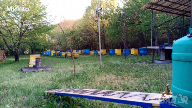 Пчелен прашец билков - реколта 2025, снимка 4 - Пчелни продукти - 14722628