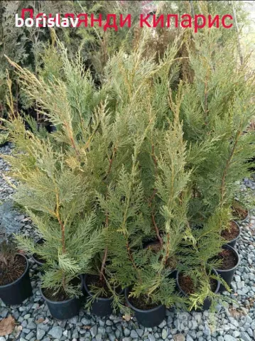 Туя(Смарагд, Фастигията и Ауреа Нана) и кипарис(леилянди, лъже и лимонов), снимка 6 - Разсади - 34875442