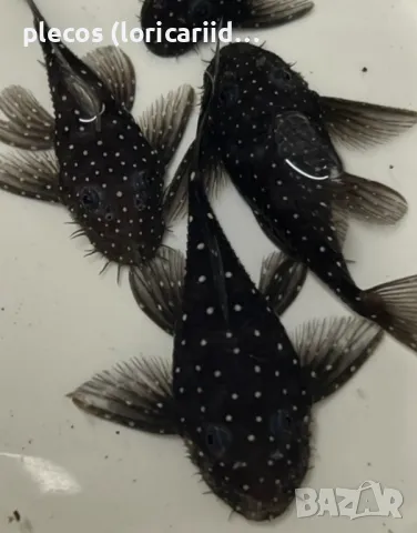 L 107/184 Brilliant Bristlenose