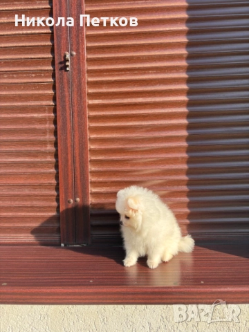 Померан , снимка 4 - Померан - 52839357