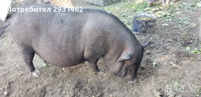   70. LV.  15 KG.  VIETNAMSKI  PRASENCA , снимка 3 - Прасета - 48201871