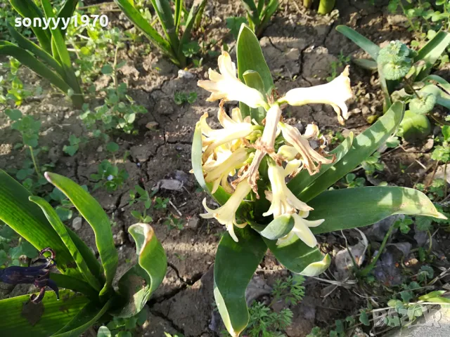 ЗЮМБЮЛ 25ЛВ ЗА ЕДИН В САКСИЯ С ПОЧВА 1104250530, снимка 8 - Градински цветя и растения - 49853465