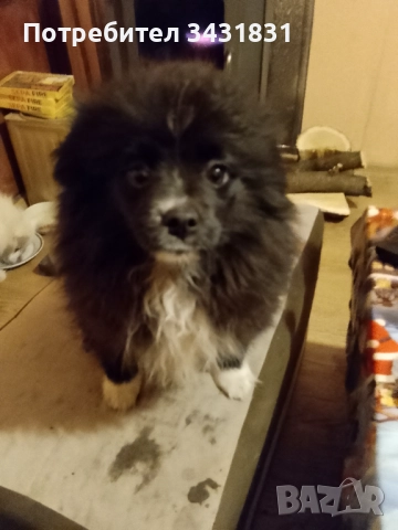 Померан на три месеца.Със всички ваксини, момиче!Много гальовно. , снимка 7 - Померан - 52158026